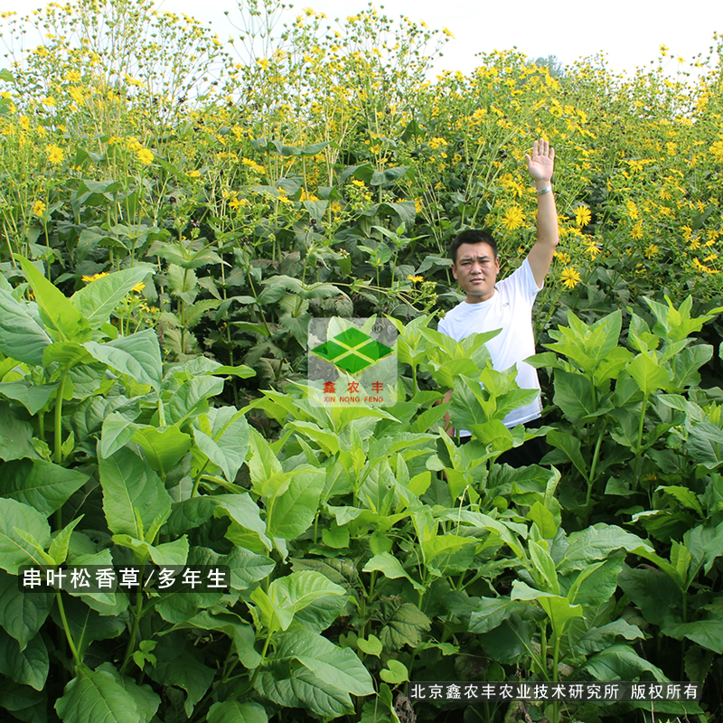 草種品種一覽表